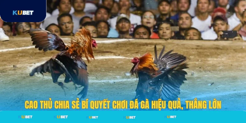 Cao thủ Kubet chia sẻ bí quyết chơi đá gà