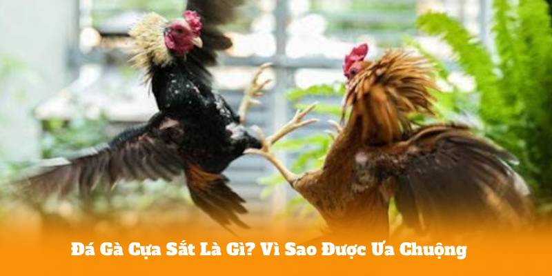 Đá Gà Cựa Sắt Là Gì? Vì Sao Được Ưa Chuộng