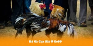 Đá Gà Cựa Sắt Ở Go99 – Đỉnh Cao Giải Trí Trực Tuyến 2026