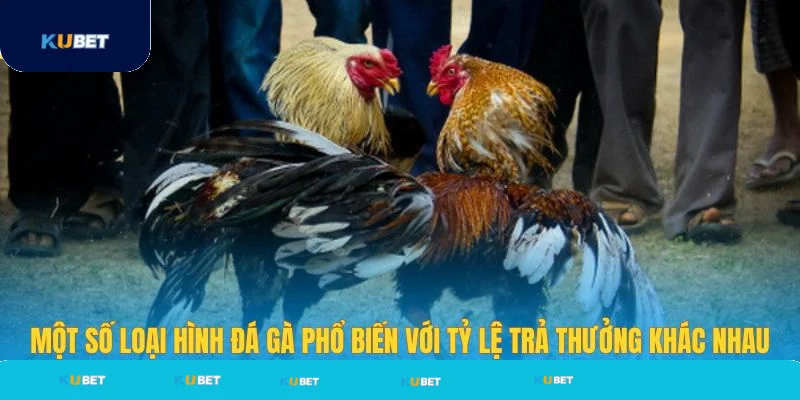 Một số loại hình đá gà với tỷ lệ trả thưởng cao