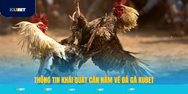 Khái quát thông tin cần nắm về đá gà Kubet